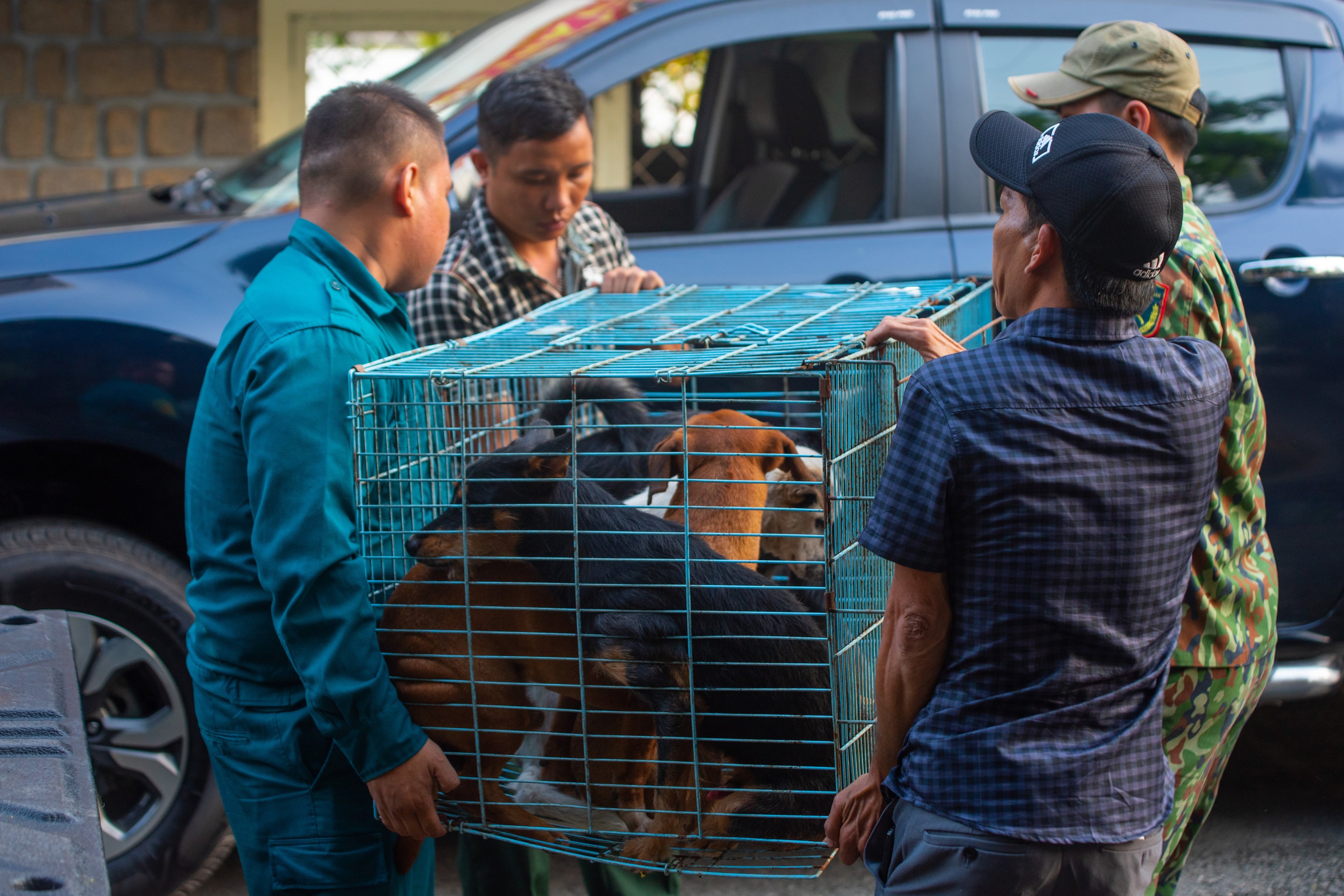 bat cho chay rong anh 2