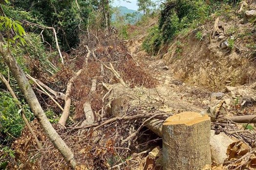 Kiem lam Quang Ngai co nhieu sai pham trong quan ly bao ve rung hinh anh