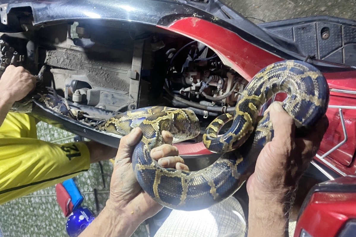 Tran dai gan 2 m chui vao cop xe may o TP.HCM hinh anh