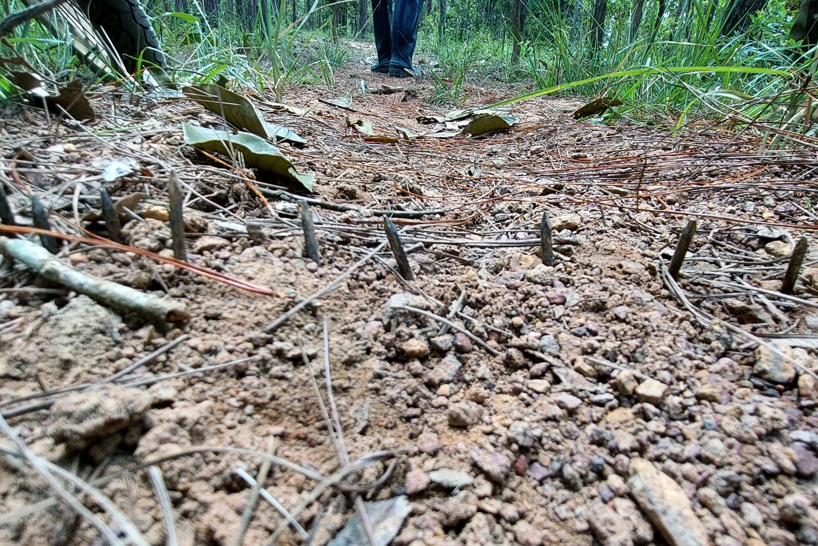 Dat bay chong ngan kiem lam tuan tra de lan chiem dat rung hinh anh