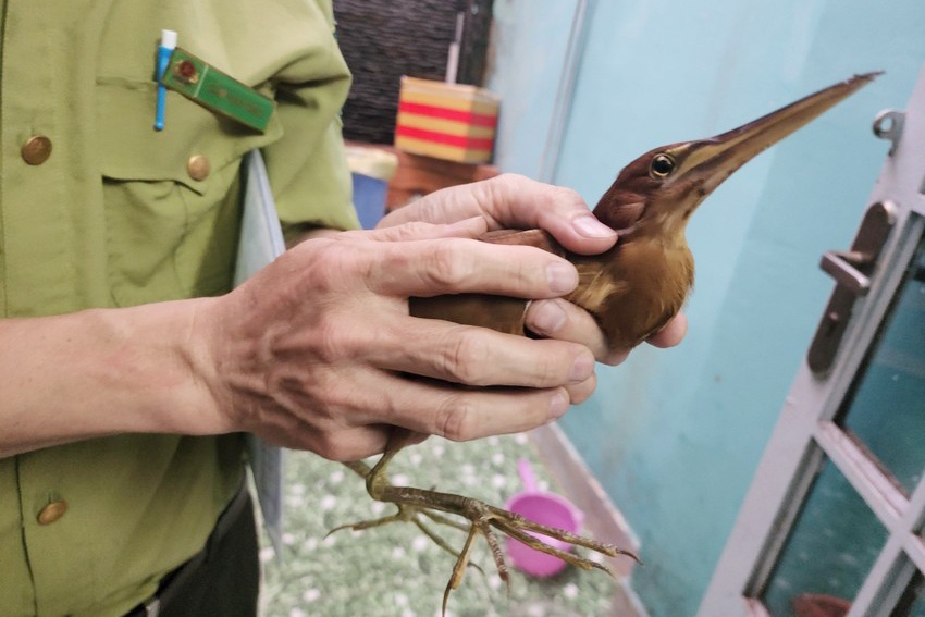 Phat hien chim la bay vao nha, nguoi dan o TP.HCM bao kiem lam hinh anh