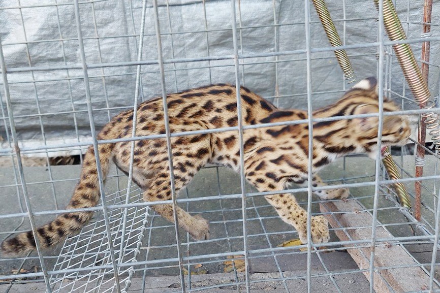 Meo rung quy hiem dinh bay khi di bat ga o TP.HCM hinh anh