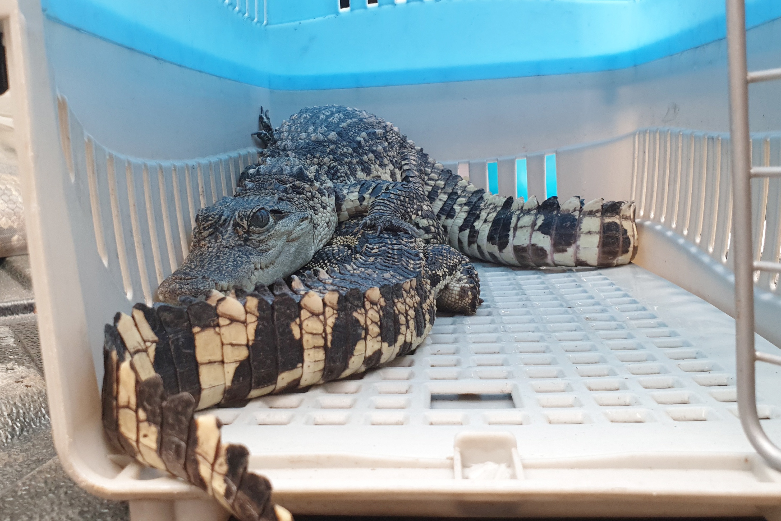 Thanh nien o TP.HCM giao 2 con ca sau quy hiem cho kiem lam hinh anh