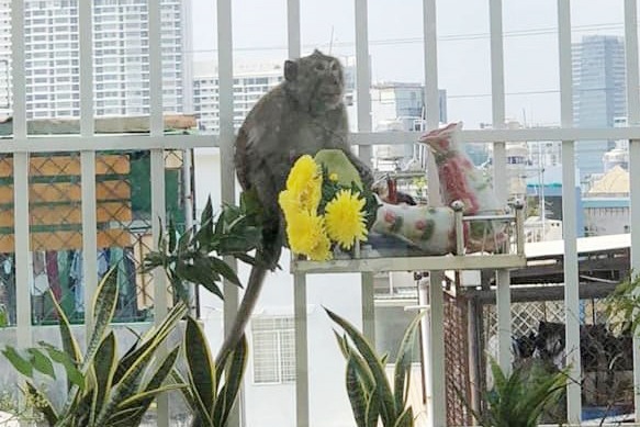 Khi duoi dai 'dai nao' khu dan cu o TP.HCM hinh anh