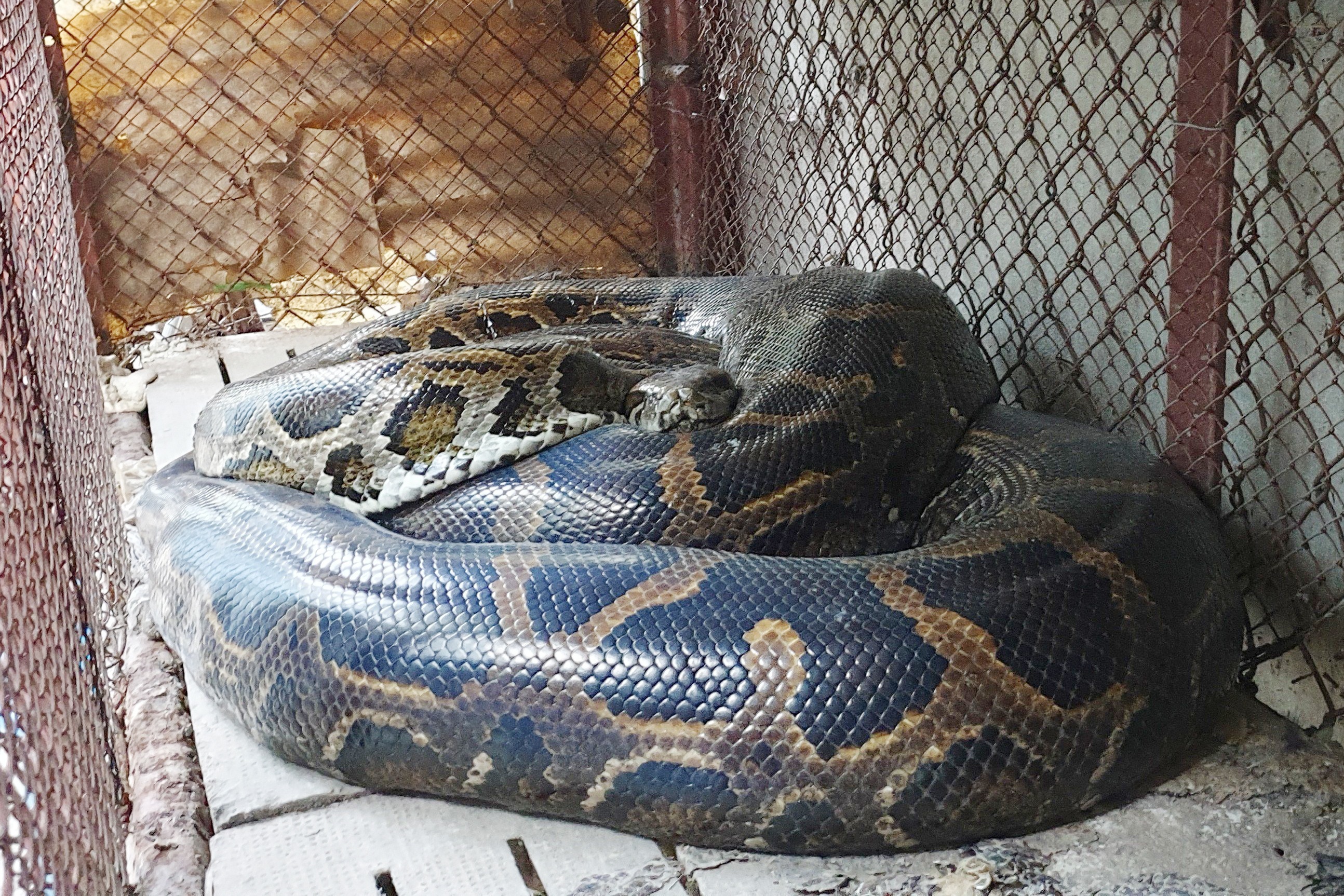 Nguoi dan o TP.HCM ban giao con tran quy hiem nang 63 kg cho kiem lam hinh anh