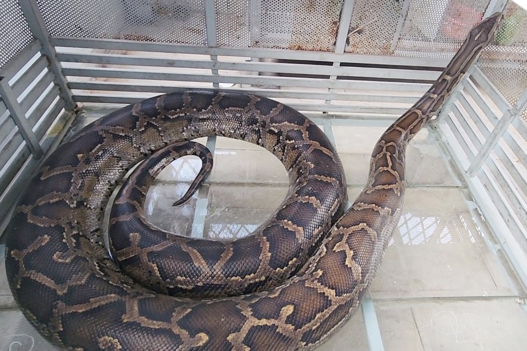 Nguoi dan o TP.HCM ban giao 2 con tran quy hiem cho kiem lam hinh anh