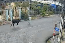 Con bo huc cu ba bat tinh, be 7 thang vang khoi vong o TP.HCM hinh anh