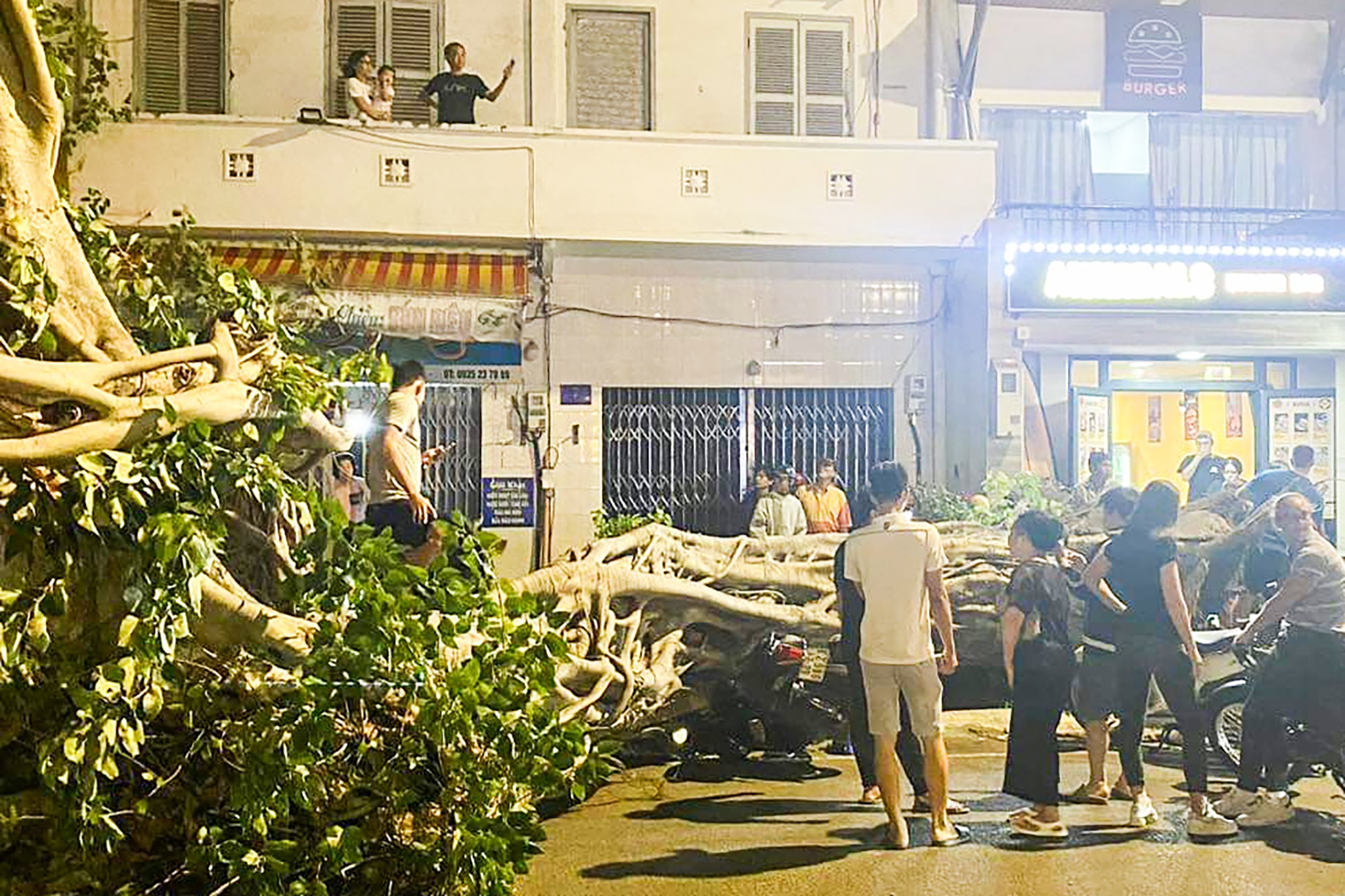 Cay da 100 tuoi bat goc de xe may o Vung Tau hinh anh