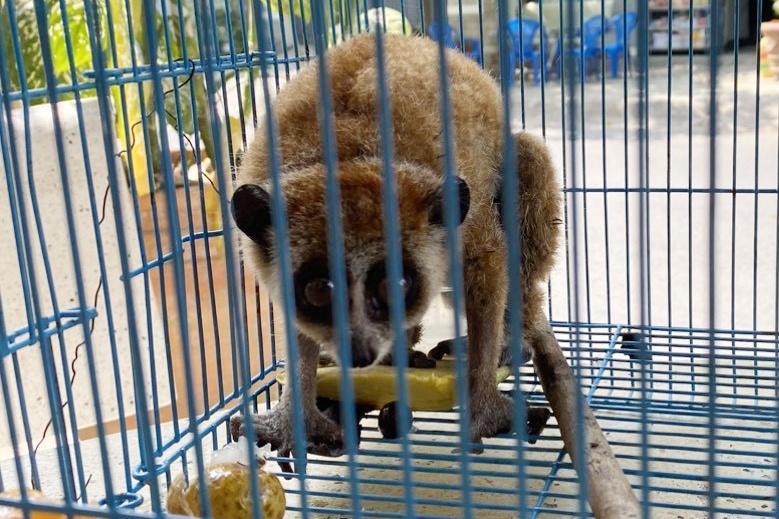 Cu li quy hiem bo vao nha dan o TP.HCM hinh anh