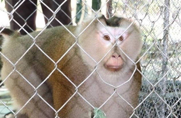 Nguoi dan TP.HCM ban giao 2 con khi quy hiem cho kiem lam hinh anh