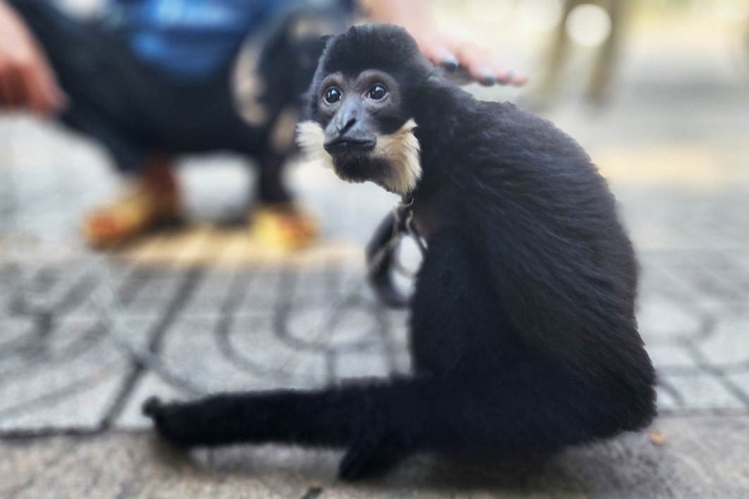 Nguoi dan TP.HCM ban giao vuon den ma trang quy hiem cho kiem lam hinh anh