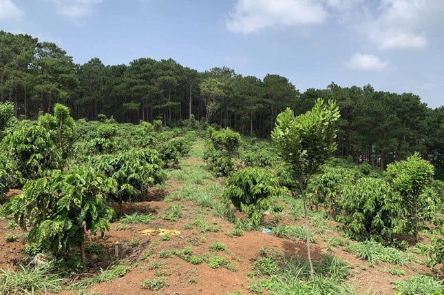 Lam Dong xu phat nhom nguoi lan chiem dat rung gan 1 ty dong hinh anh