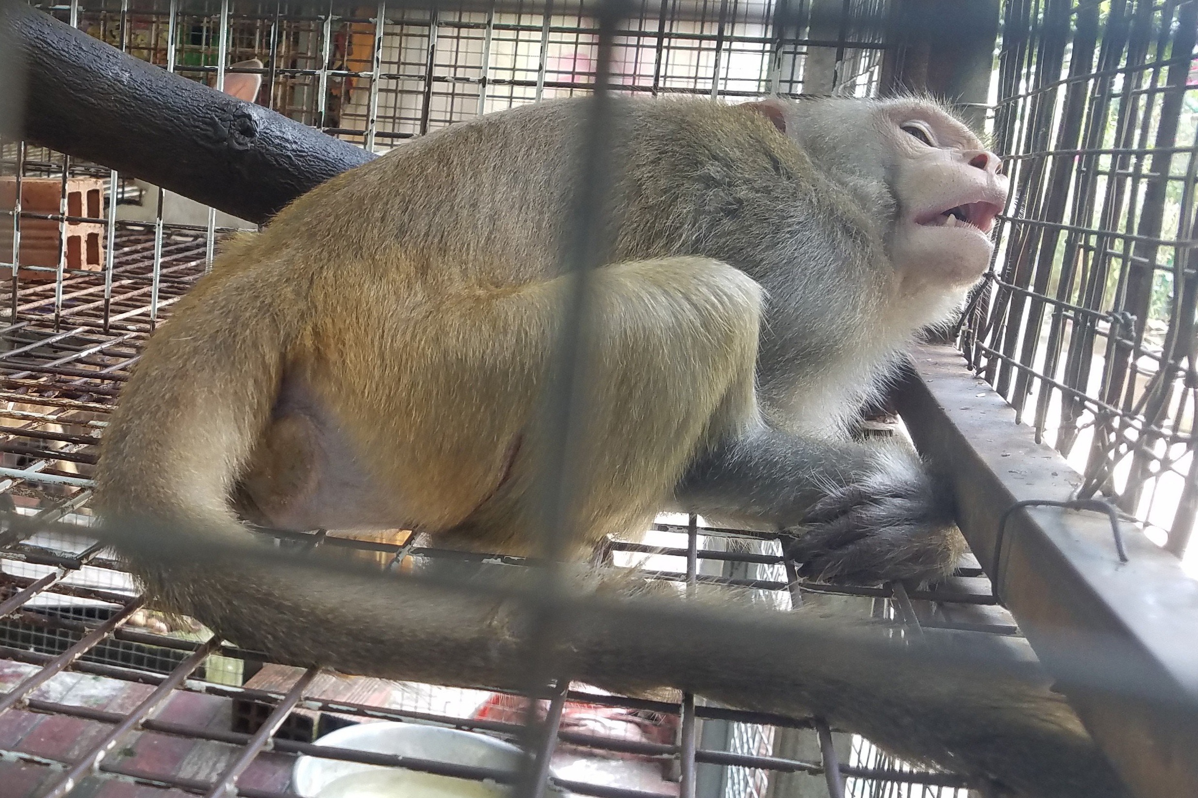 Ngoi chua o TP.HCM ban giao con khi quy hiem cho kiem lam hinh anh