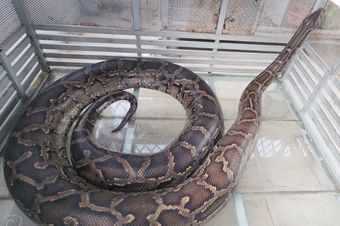 Nguoi dan TP.HCM ban giao con tran quy hiem cho kiem lam hinh anh