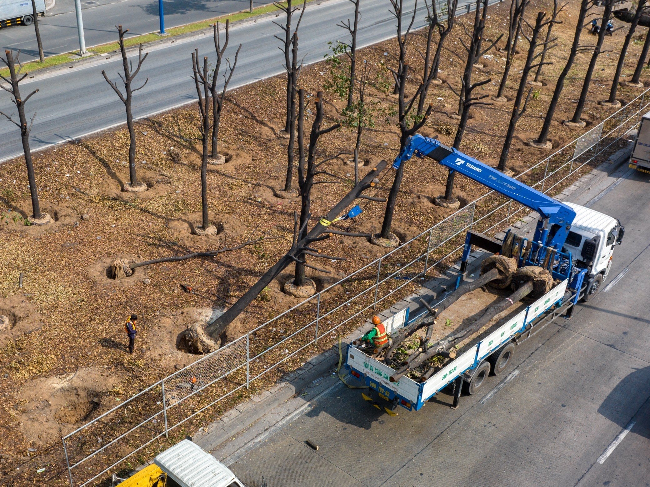 TP.HCM thu tien ty tu dau gia go don ha cay xanh duong pho hinh anh