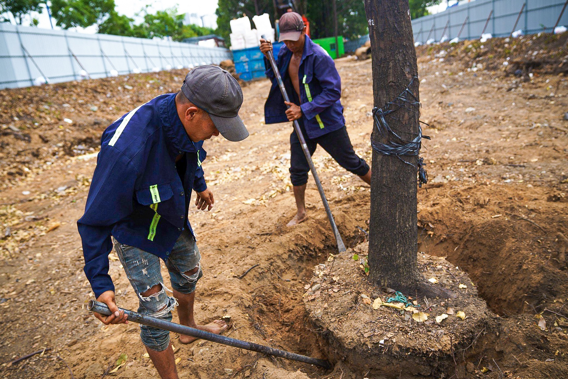 Cong nhan cap tap di doi hon 1.300 cay xanh tren duong Mai Chi Tho hinh anh