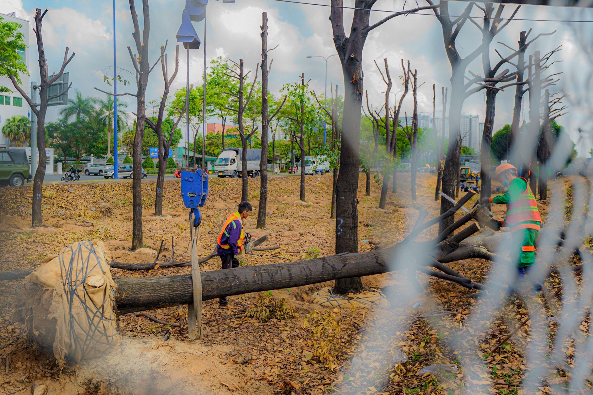 di doi cay xanh anh 6