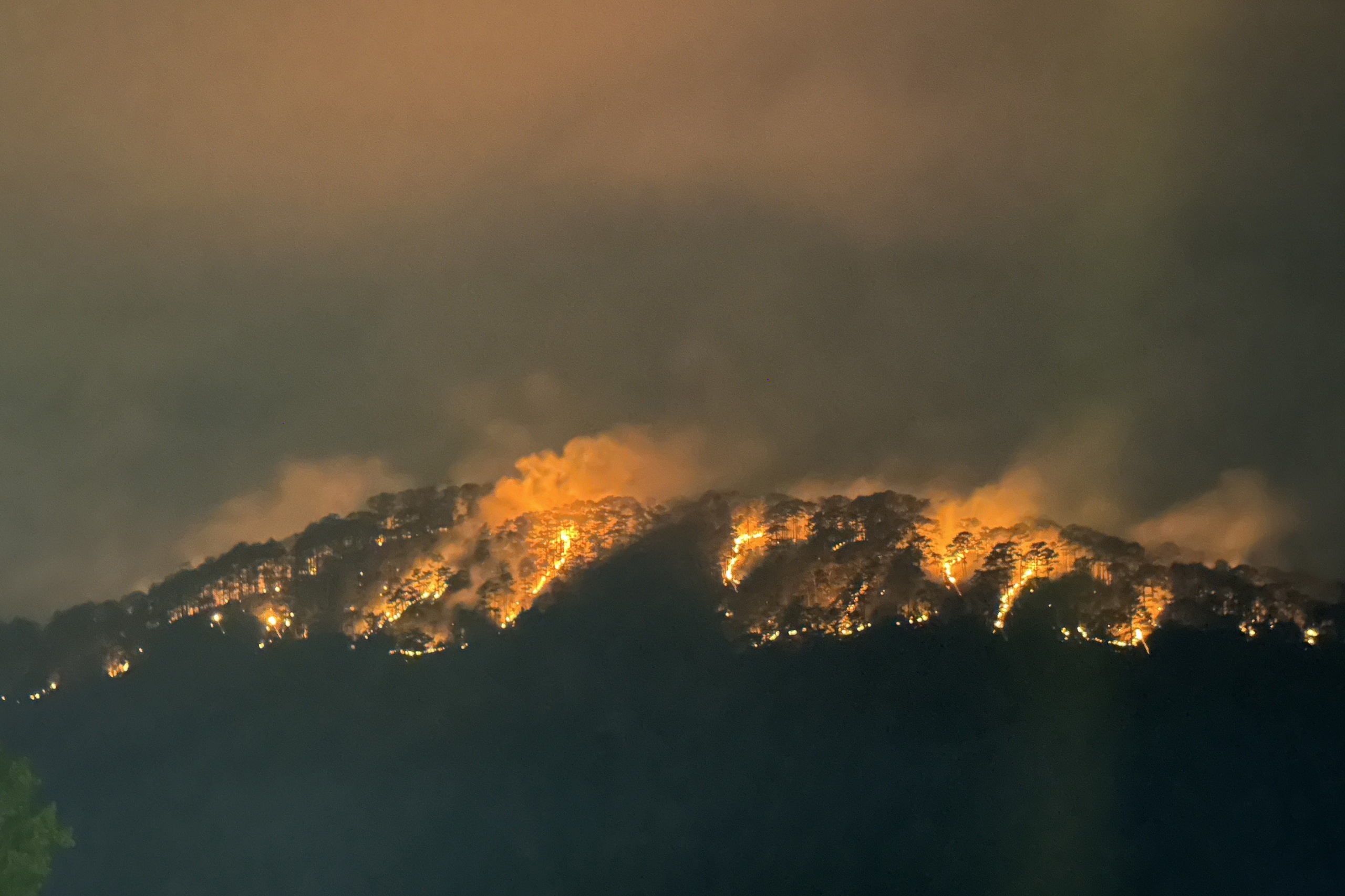 Rung thong o TP Da Lat chay ngun ngut hinh anh