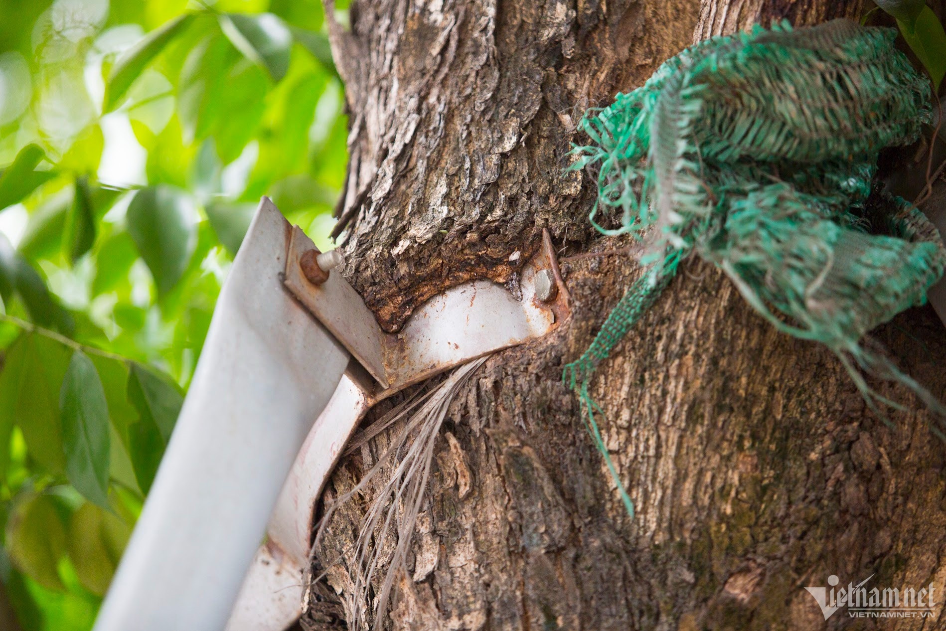 cay xanh Ha Noi anh 1