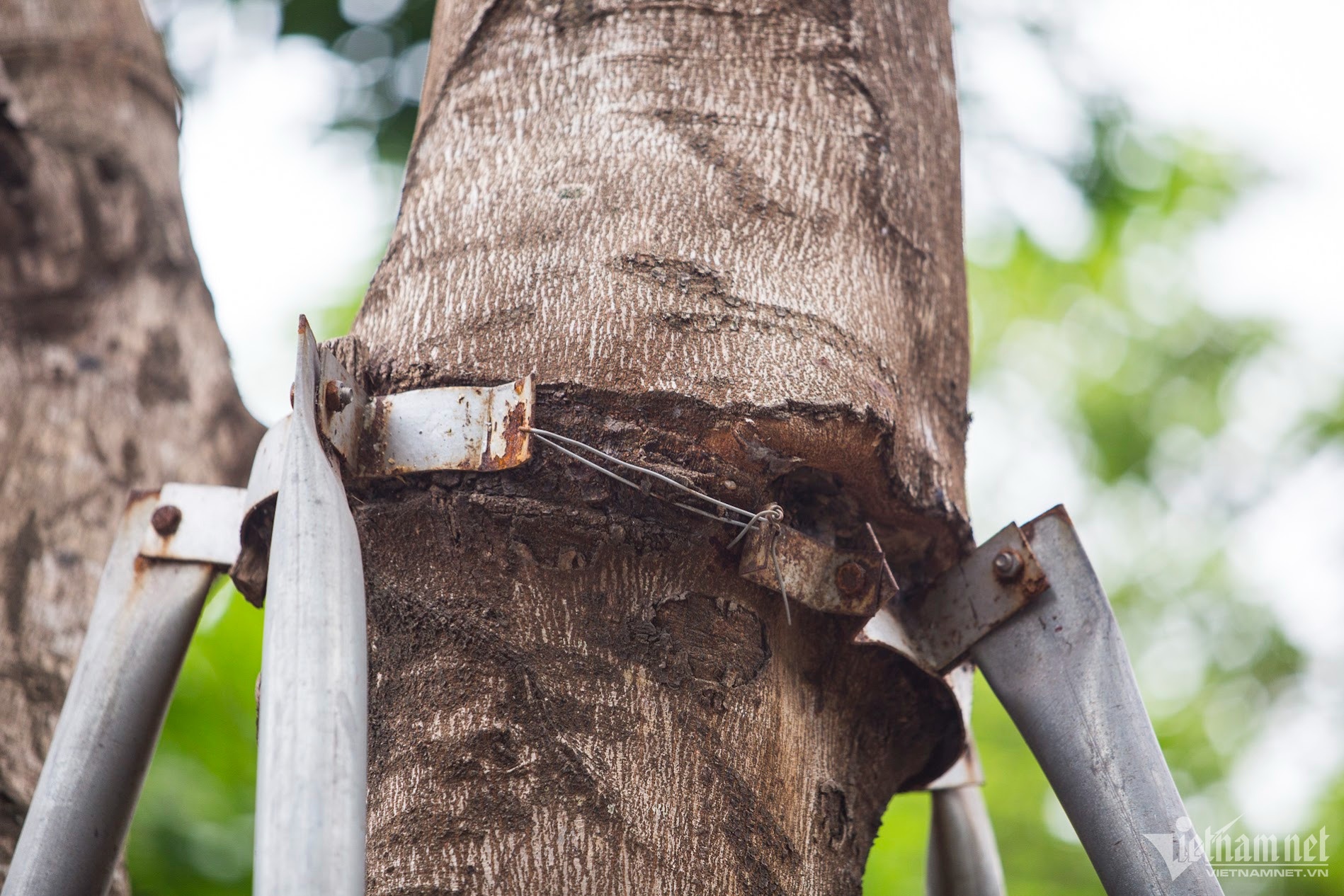 cay xanh Ha Noi anh 5