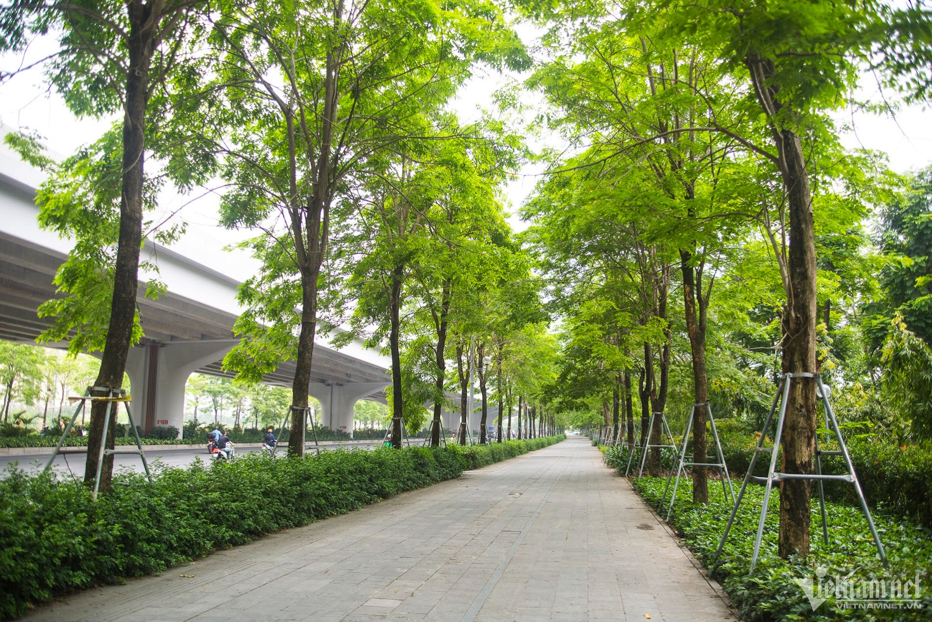 cay xanh Ha Noi anh 6