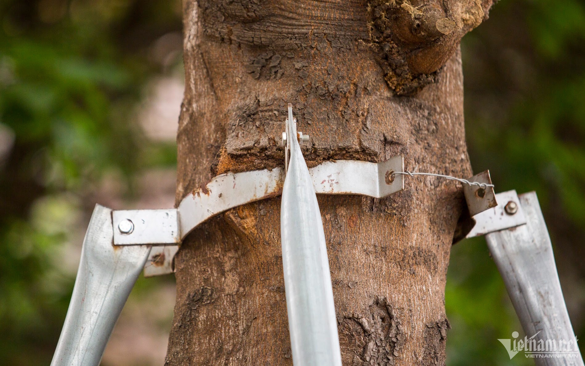 Hang loat cay xanh o Ha Noi van bi 'siet co' hinh anh