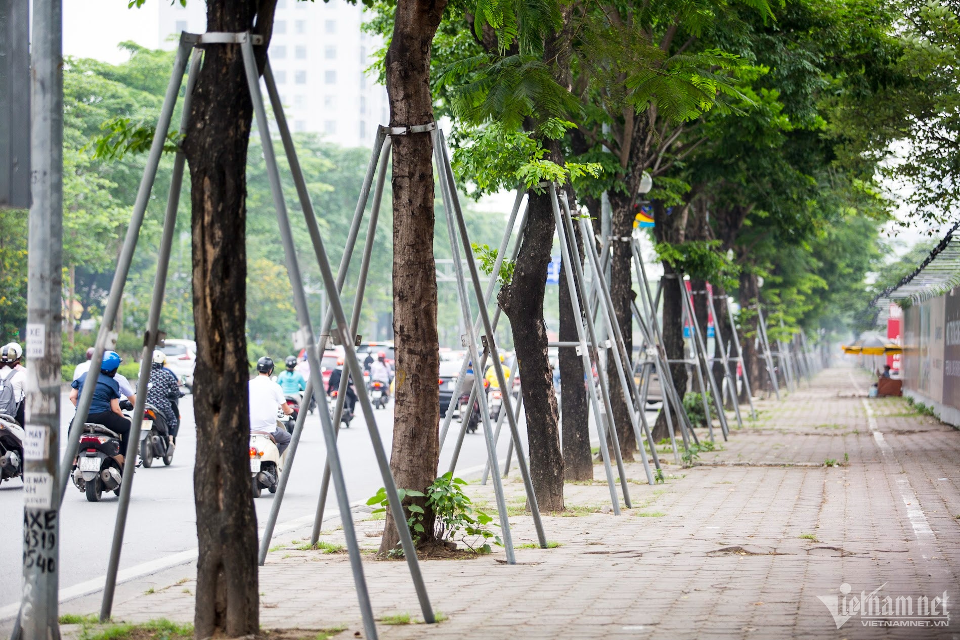 cay xanh Ha Noi anh 2