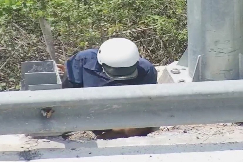 Bat qua tang nguoi dan ong cat day cap dien tren cao toc hinh anh