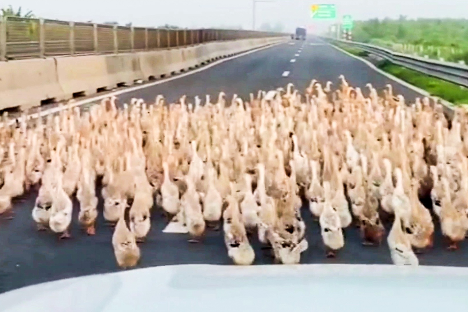 Hang tram con vit chay tran vao cao toc Trung Luong - My Thuan hinh anh