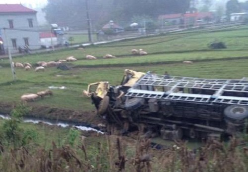 Xe tai bi dam lat xuong ruong, hang tram con lon song ra ngoai hinh anh