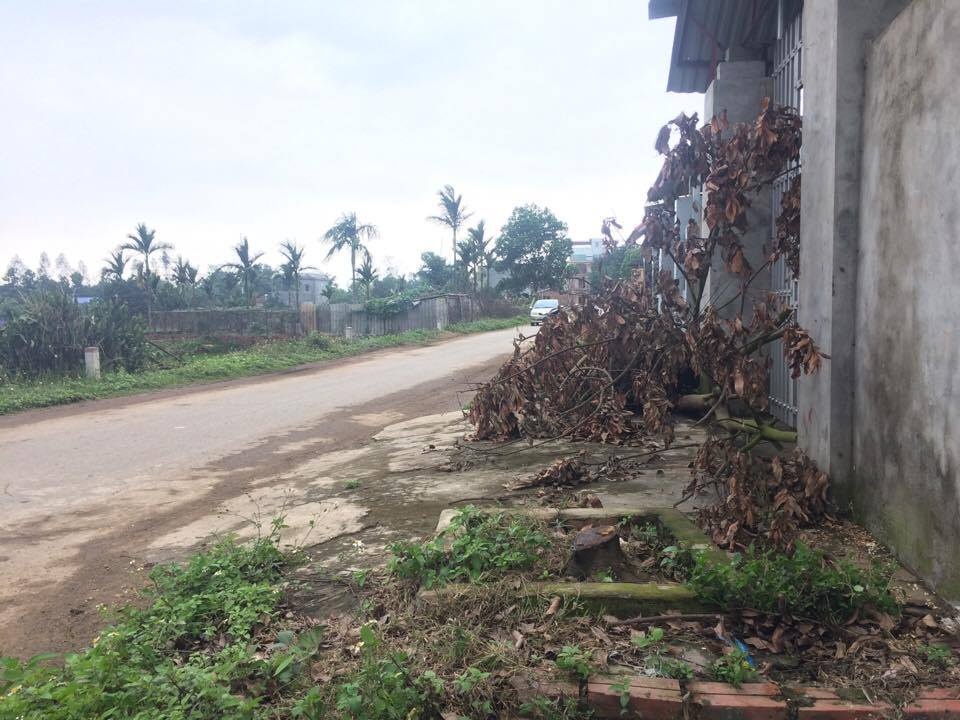 chặt cây xanh dọn vỉa hè ảnh 1 chat cay xanh don via he anh 1