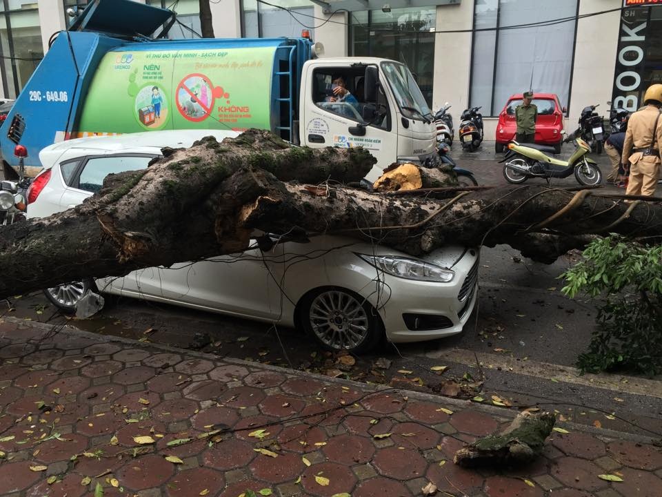 Cay co thu bat goc de oto tren pho hinh anh