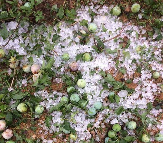 Mua da o Son La khien man rung day goc hinh anh