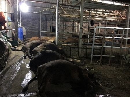 17 con bo khoe manh dot ngot lan ra chet hinh anh