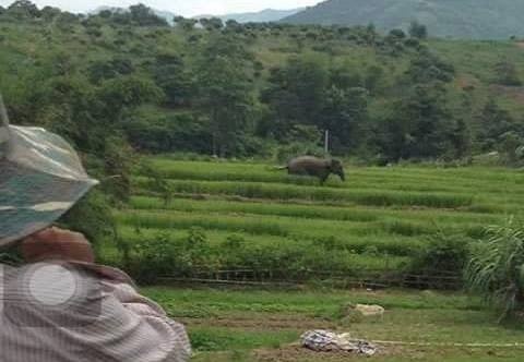 Voi rung xuong ban tam ao cua nguoi dan o Son La hinh anh