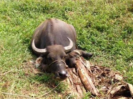 9 con trau bi chat chan, cat gan chan trong dem hinh anh