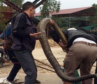 dân vây bắt mãng xà ảnh 1 dan vay bat mang xa anh 1