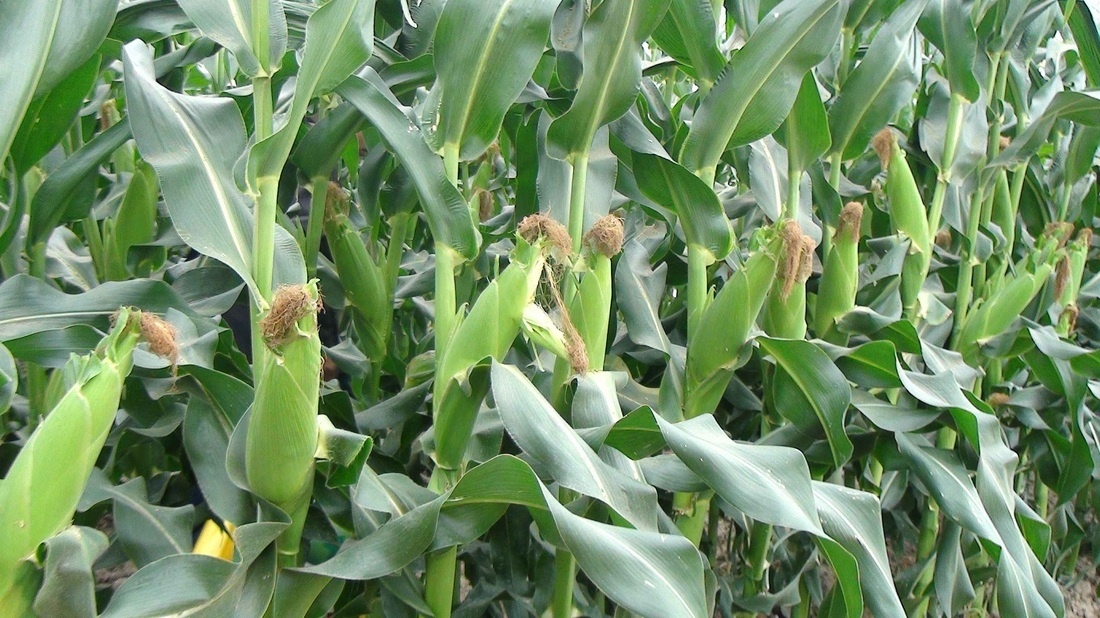 Nam thanh nien tu vong duoi ruong ngo sau cuoc au da hinh anh