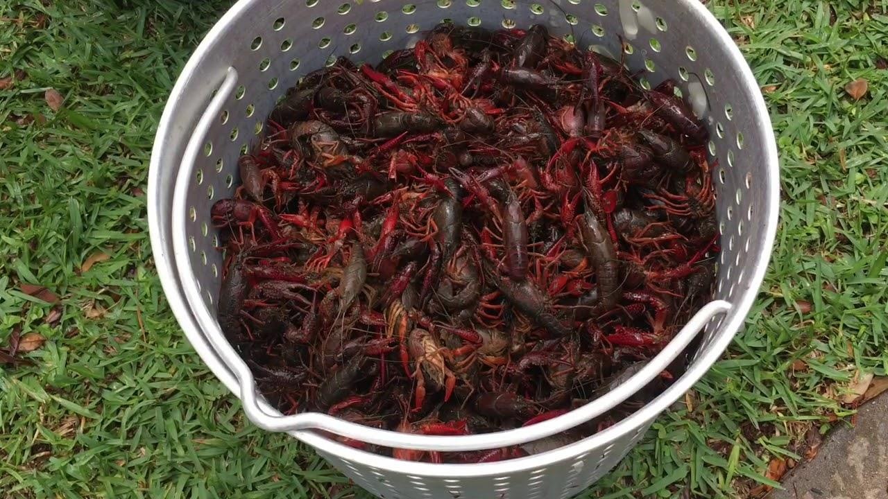 cam tom hum dat Trung Quoc anh 1