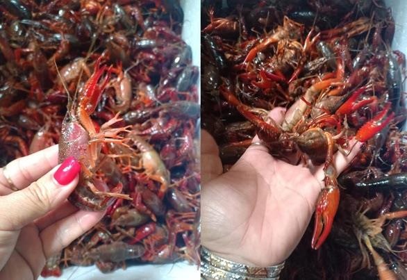 Cu dan mang dong loat keu goi tay chay tom hum dat hinh anh