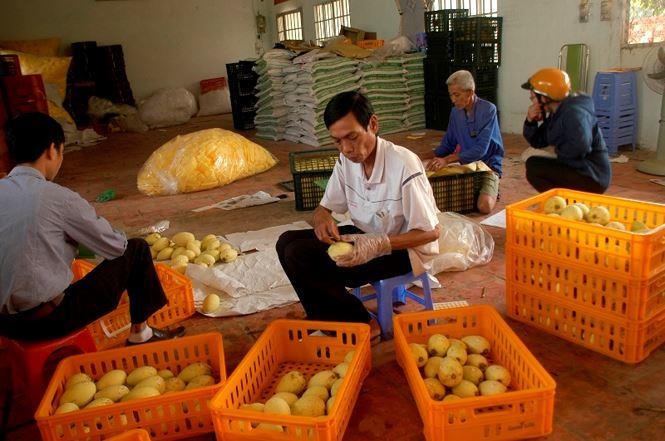 Da co 4 tinh mien Tay xuat khau xoai sang My hinh anh