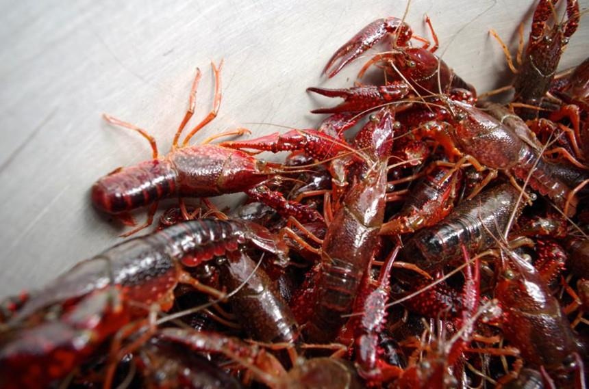 Pho thu tuong yeu cau xu ly nguoi nhap khau, kinh doanh tom hum dat hinh anh