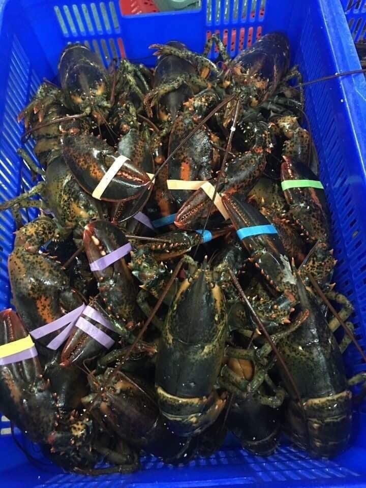 giá tôm hùm Alaska ảnh 1 gia tom hum Alaska anh 1