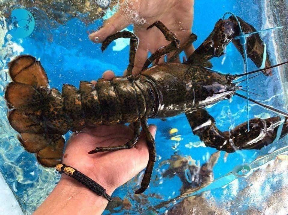 Tom hum Alaska ve Viet Nam 170.000 dong/kg, re nhu tom ngoai cho hinh anh