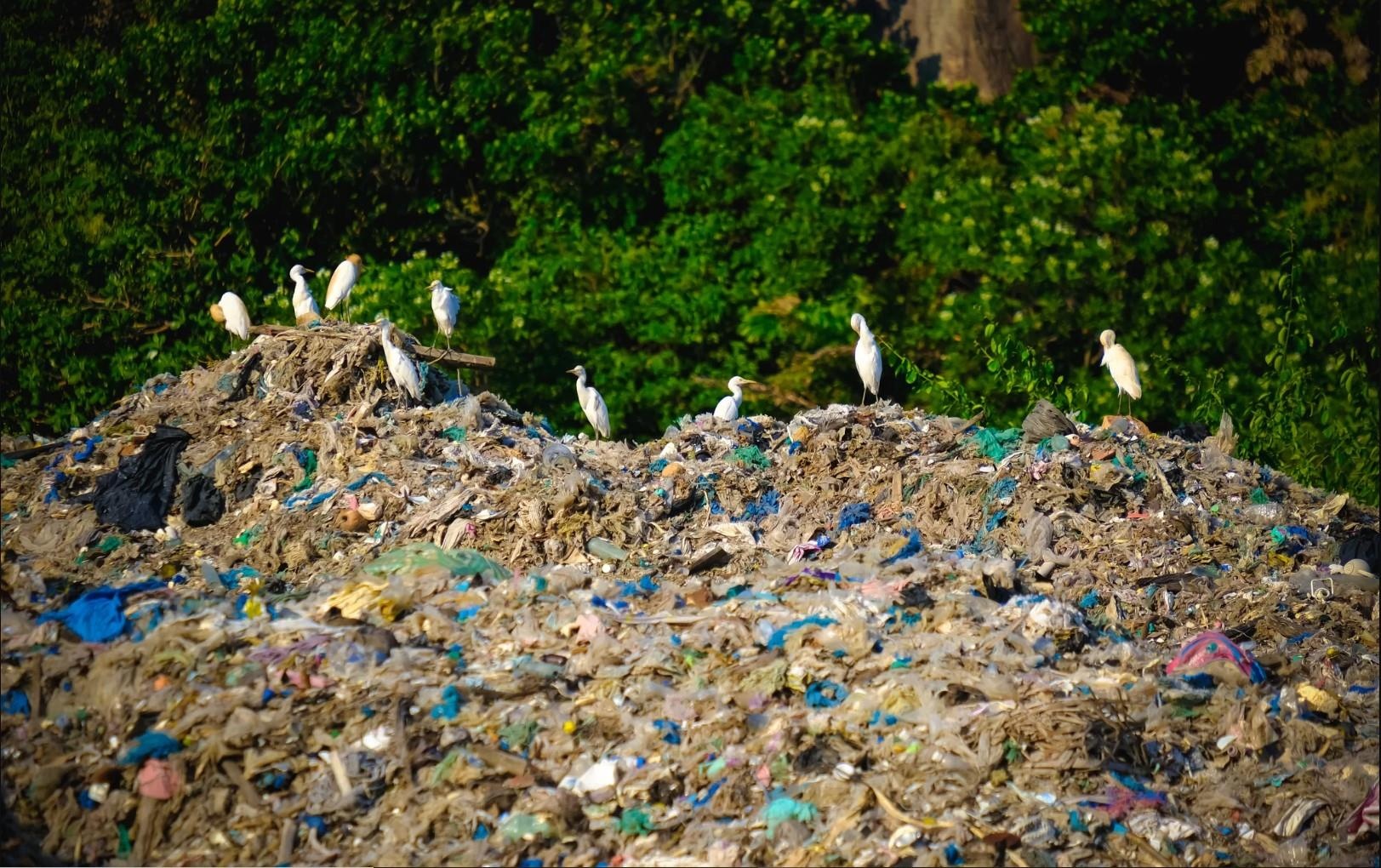 Pha san phuong an dua rac tu Con Dao vao dat lien hinh anh