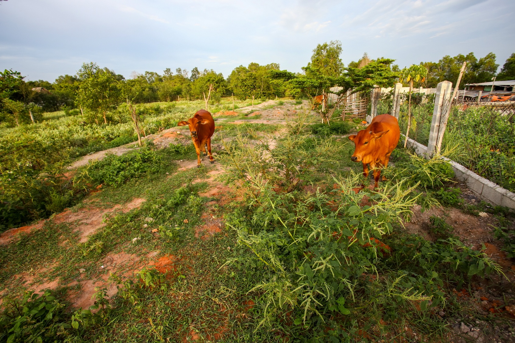 Gia tri tai san cua dat nong nghiep dang bi bo quen hinh anh