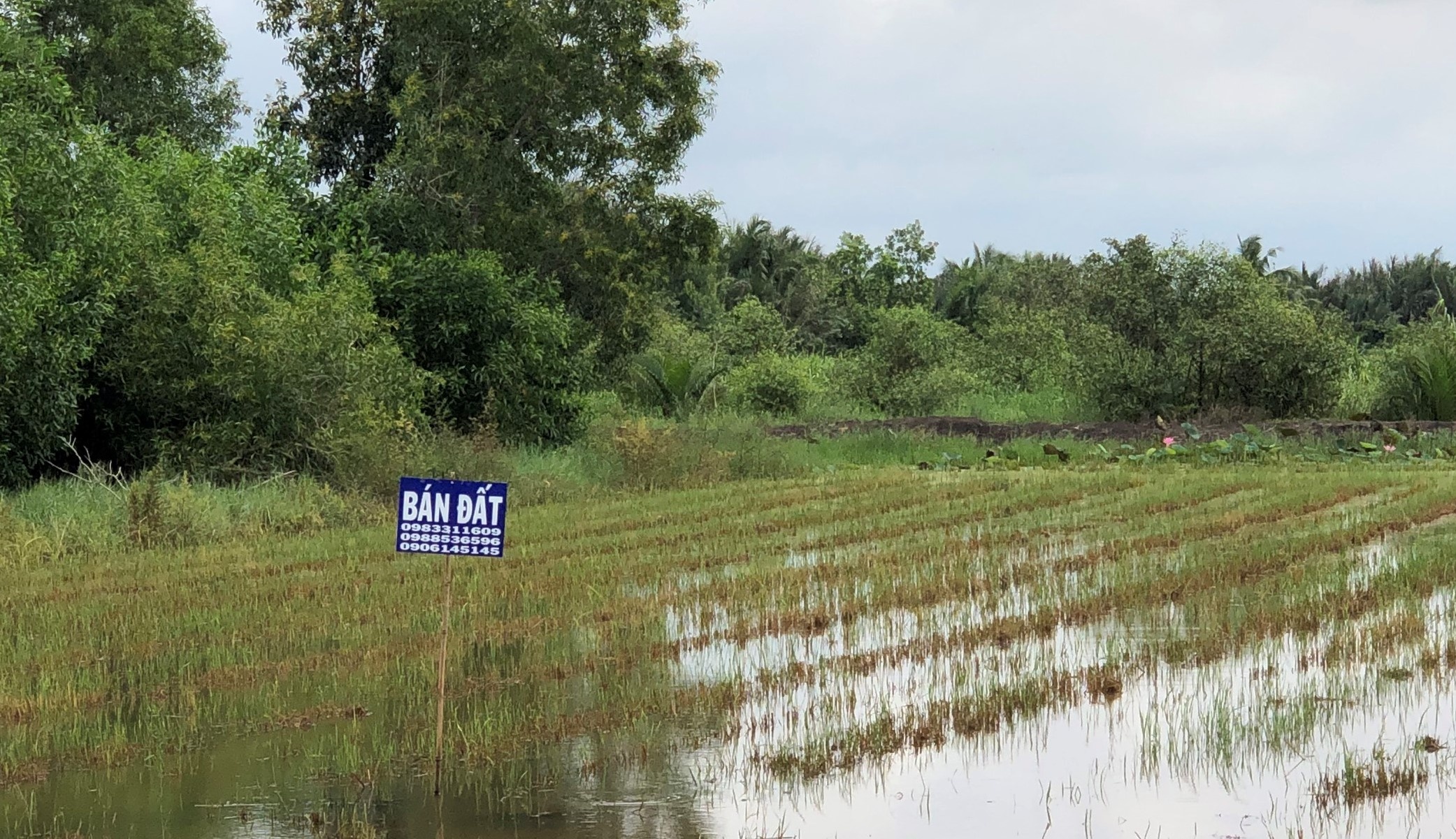 Dong Nai yeu cau kiem tra, xu ly ngay viec phan lo ban nen trai phep hinh anh