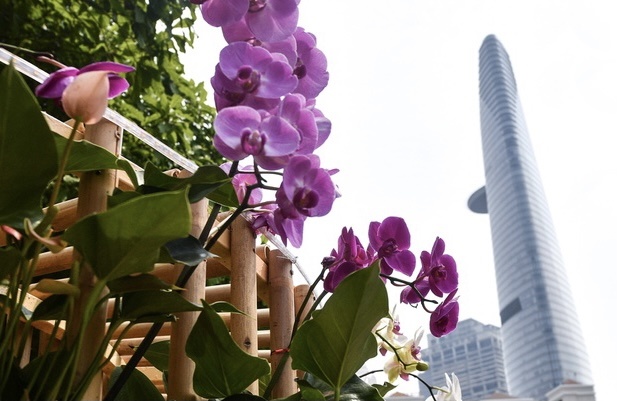 TP.HCM keu goi ‘giai cuu’ hoa Da Lat hinh anh