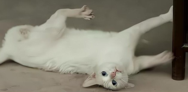 Duong gia chu mau nguoc dai dong vat anh 2