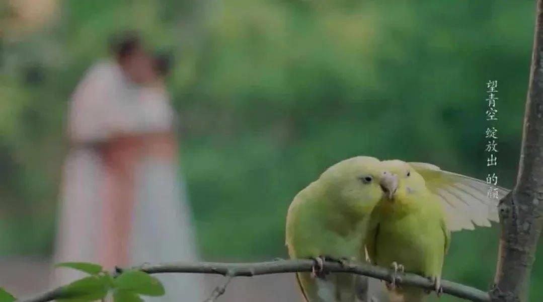 canh diem hua nguy chau anh 13